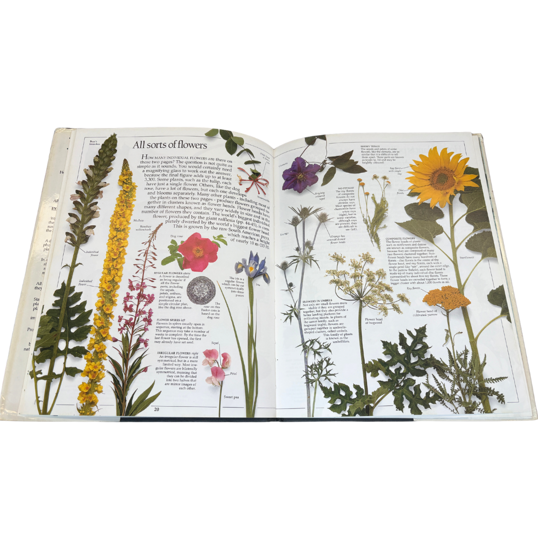 1989 Plant - Book 14 - Eyewitness Guides - Hard Back image 3 of 3 by 2nd Lyfe C.I.C